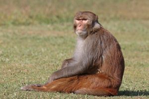 Study Suggests COVID-19 Infection May Protect Against Reinfection Later