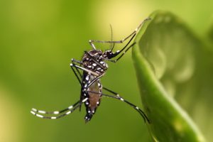 Dengue Outbreak Surpasses 13 Million Cases in Americas