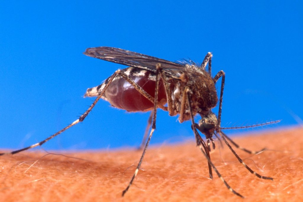 Dengue outbreak ravages Latin America with record-breaking infection numbers rising
