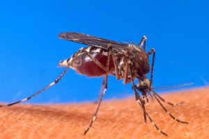 Dengue outbreak ravages Latin America with record-breaking infection numbers rising