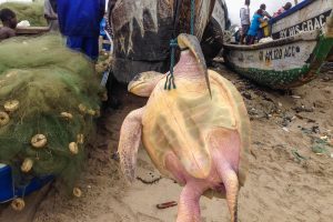 Sea Turtle Meat Poisoning Kills Nine in Zanzibar Outbreak Incident