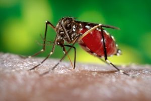 2024 dengue outbreak in Latin America and the Caribbean