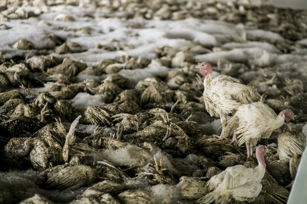 H5N1 Bird Flu Remains Deadly Threat to Human Populations Worldwide Still