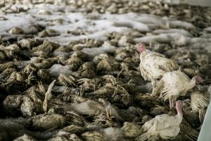 H5N1 Bird Flu Remains Deadly Threat to Human Populations Worldwide Still