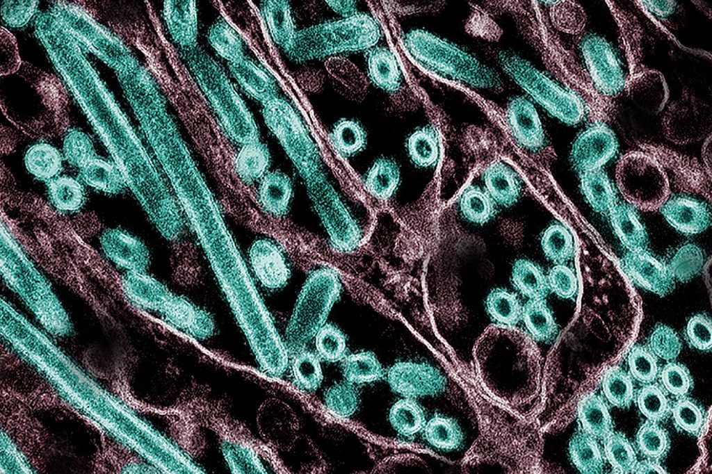 H5N1 Influenza Virus Sparks Global Concern Over Pandemic Threat