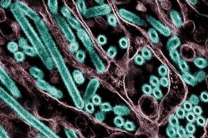 H5N1 Influenza Virus Sparks Global Concern Over Pandemic Threat