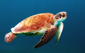 Nine Dead in Zanzibar After Eating Contaminated Sea Turtle Meat