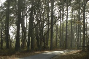 WILDLIFE HABITATS NEAR PARKS LINKED TO LONGER LIVES