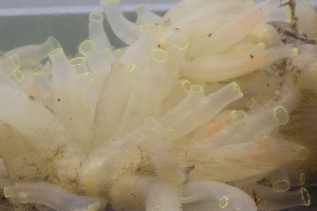 Antarctic sea creature toxin shows melanoma-killing potential in mouse study
