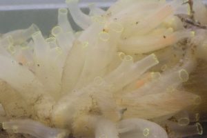 Antarctic sea creature toxin shows melanoma-killing potential in mouse study