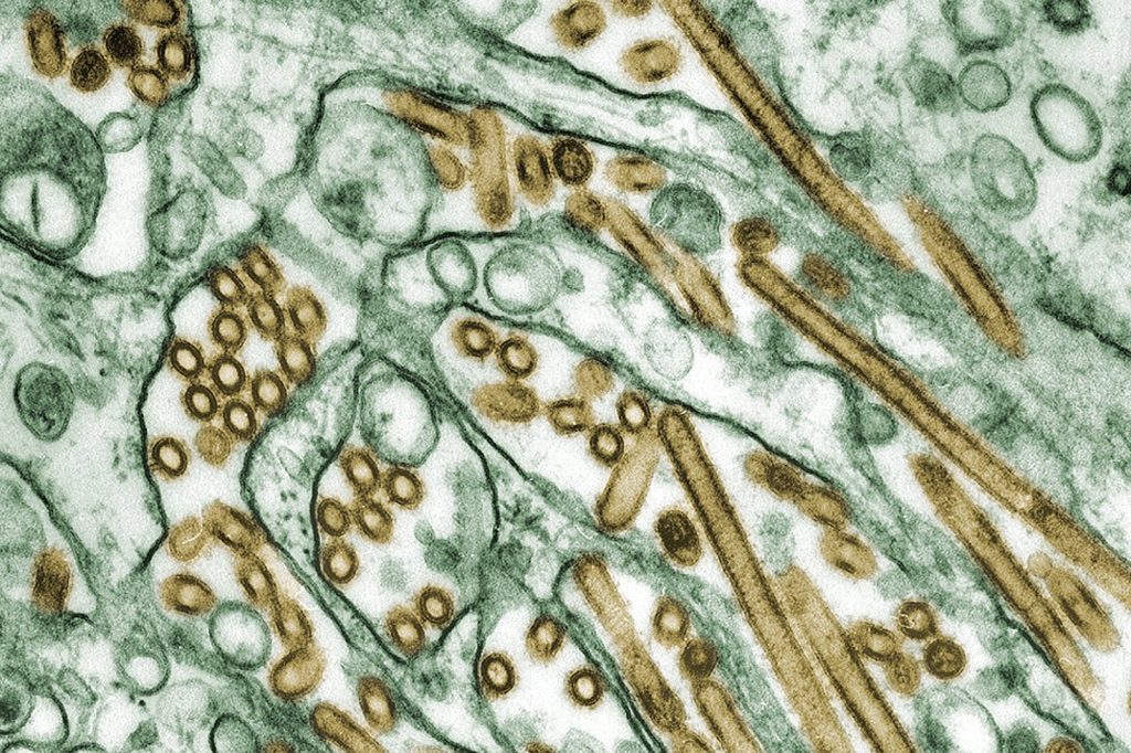 Australia confirms first H5N1 case, ending years of virus-free status