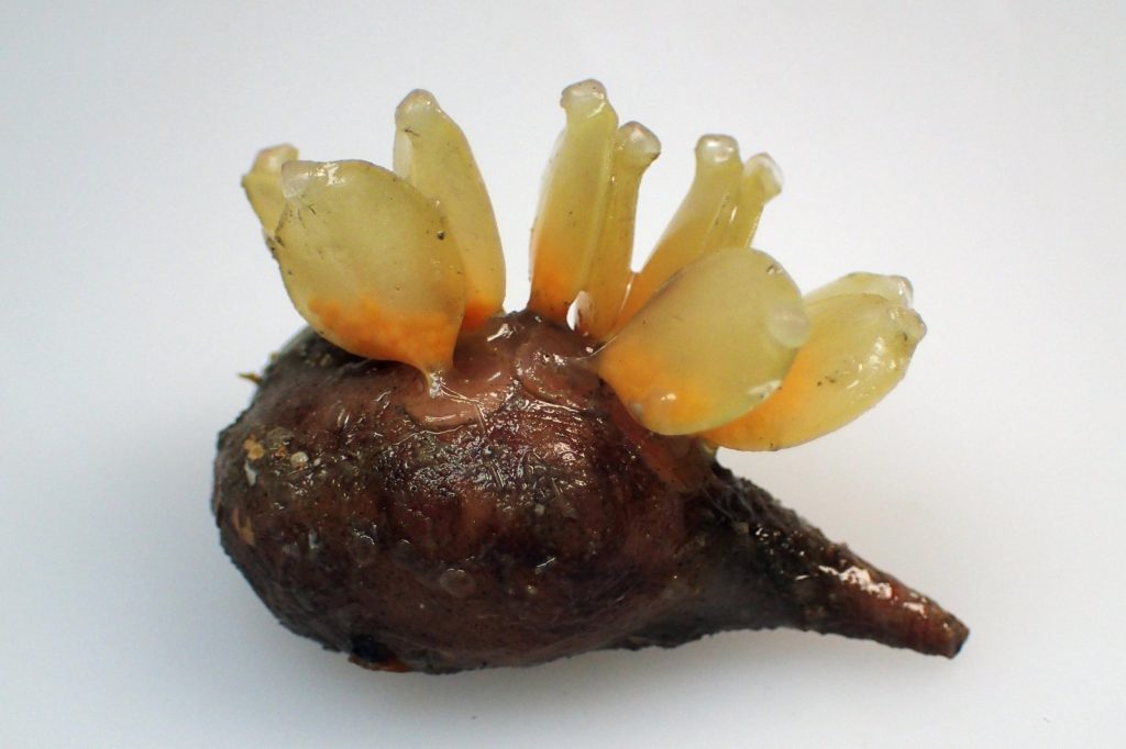 Tiny Antarctic creature may hold key to melanoma treatment