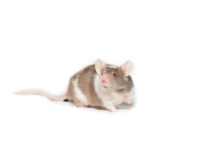 Single Gene Mutation Can Become Deadly with Poor Diet Habits