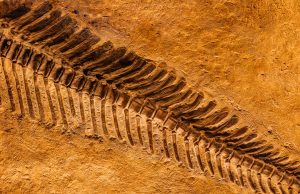 Fossil of Chinese Pterosaur Reveals Iridescent Green and Magenta Feathers Fossil of Chinese Pterosaur Reveals Iridescent Green and Magenta Feathers