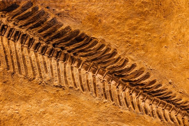 Fossil of Chinese Pterosaur Reveals Iridescent Green and Magenta Feathers Fossil of Chinese Pterosaur Reveals Iridescent Green and Magenta Feathers
