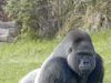 Gorilla’s $2B AI Deal with Supermicro to Transform India’s Infrastructure, Expand Asia-Pacific Presence Gorilla's $2B AI Deal with Supermicro to Transform India's Infrastructure, Expand Asia-Pacific Presence