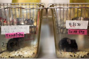 Arginine May Slow Alzheimer’s Progression in Animal Studies