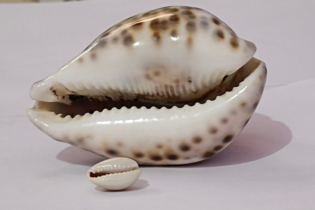 From Cowrie Shells to Credit Cards: Key Stages of Moneys Evolution