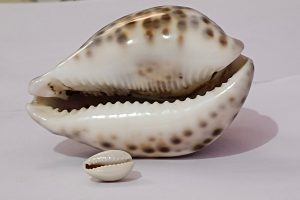 From Cowrie Shells to Credit Cards: Key Stages of Money’s Evolution