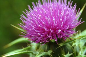 PureHealth Research Reports Consumer Shift Toward Natural Liver Supplements