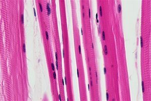 Muscle cells found to release anti-cancer signals, study reveals
