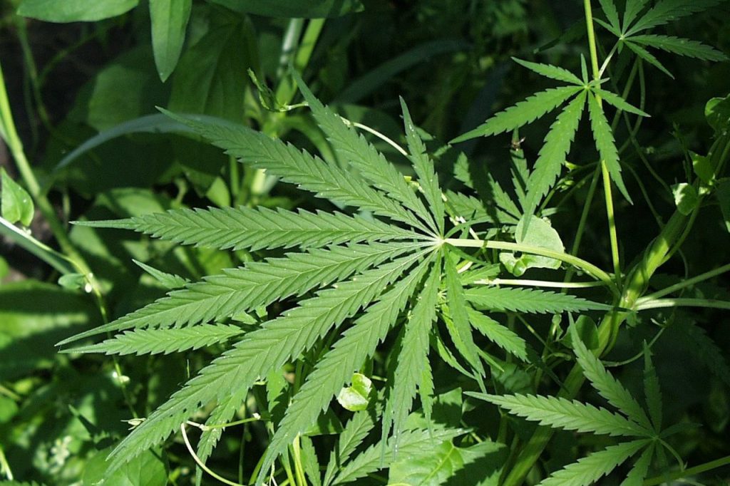 Largest U.S. study links marijuana use to lung cancer risk