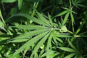 Largest U.S. study links marijuana use to lung cancer risk