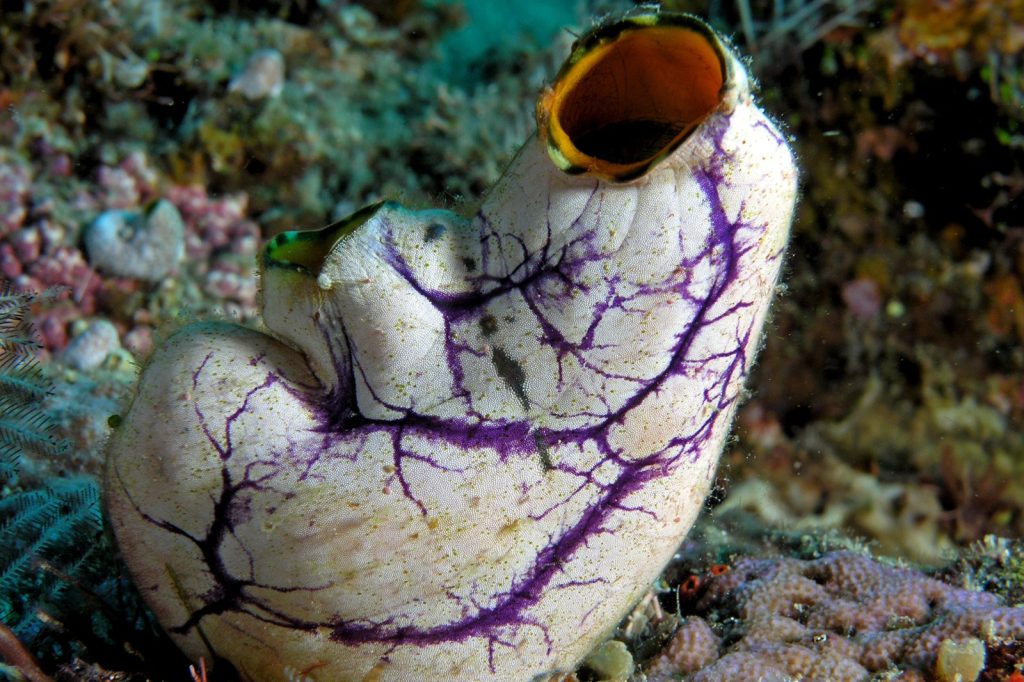 Sea Squirt Compound Shows Promise Against Melanoma Cells