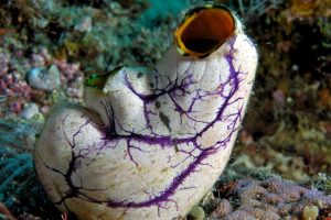 Sea Squirt Compound Shows Promise Against Melanoma Cells