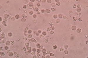 Human Immune System: How It Defends the Body Against Pathogens,