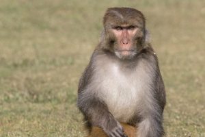 Caloric Restriction, Fasting Show Promise in Animal Studies