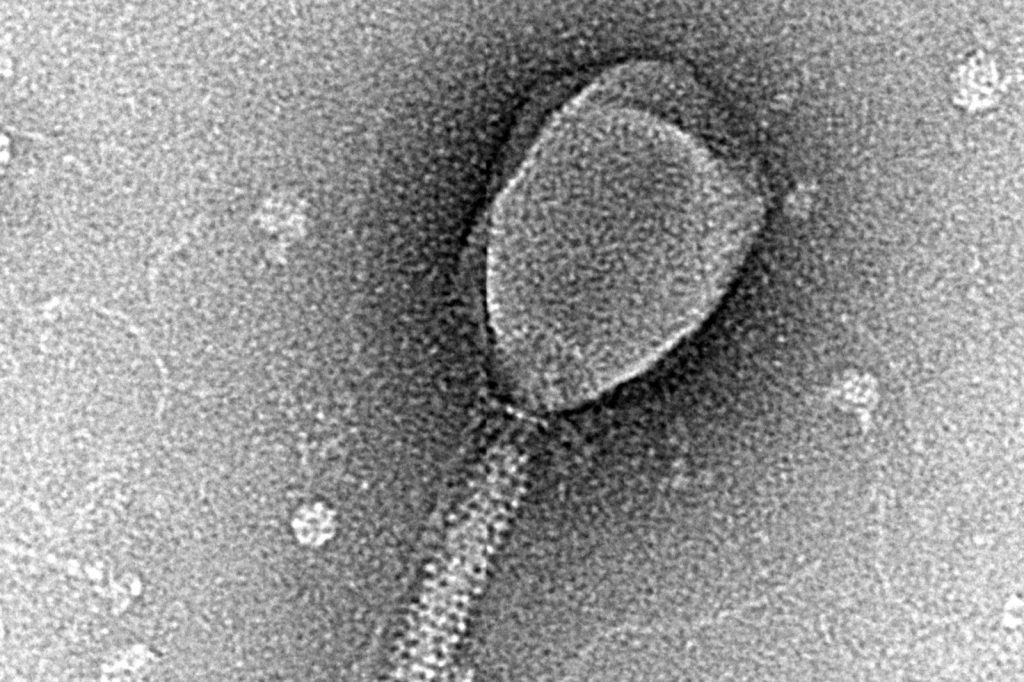 Phage display revolutionizes drug discovery in labs