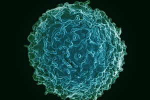 Adaptive Immune System Uses B and T Cells for Targeted Immunity
