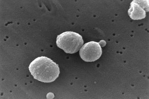 Streptococcus pneumoniae: Genetic breakthrough and ongoing health threat