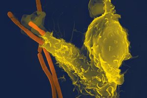 Researchers Unveil Human Immune System’s Coordinated Defense Against Pathogens