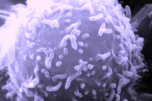 Human Immune System’s Complex Defense Network Fights Infection