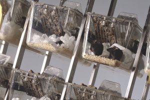 Study Links Lung Tumor Mutation, High-Fat Diet, and Nerve Pathway to Wasting Syndrome