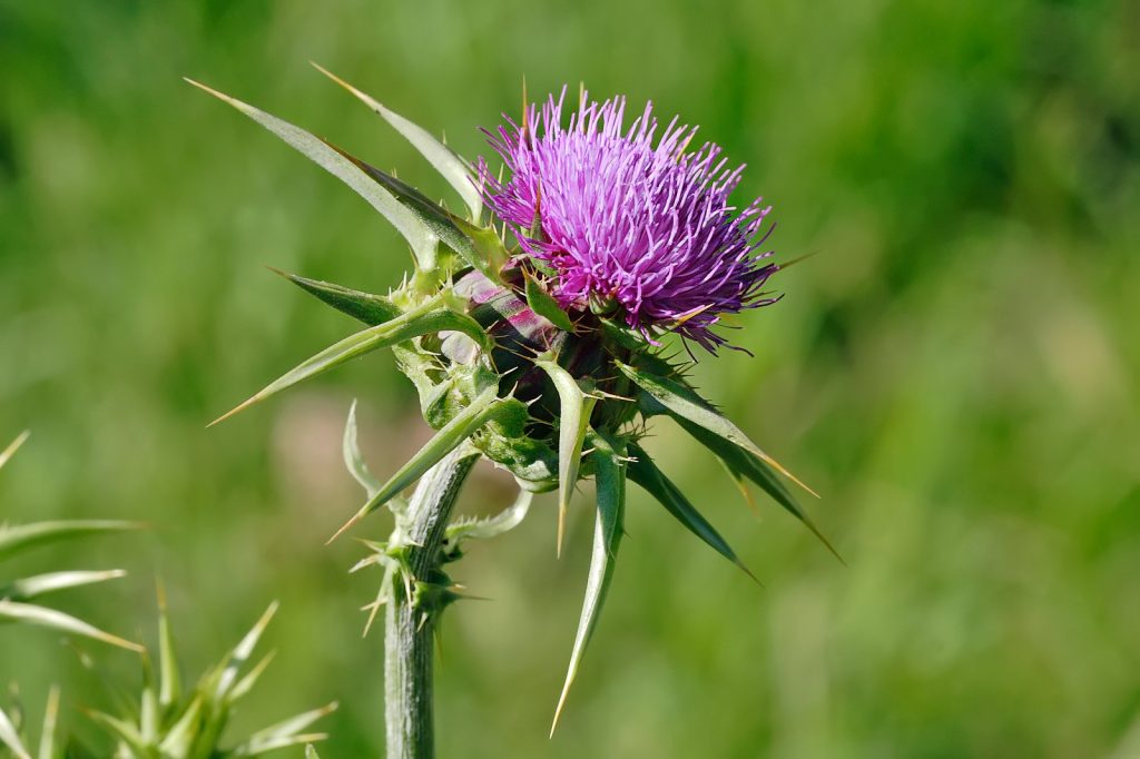 Scientific Interest Rises in Liver Supplements With Milk Thistle