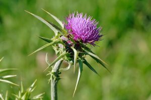 Scientific Interest Rises in Liver Supplements With Milk Thistle