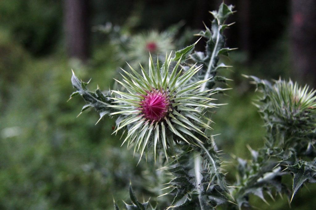 Milk Thistle Liver Supplements Move Beyond Health Food Stores