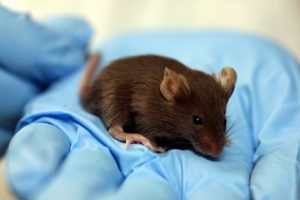 High-Fat Diet Worsens Wasting Syndrome in Mice with Lkb1 Mutation