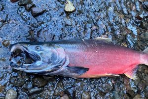 6PPD-Q Link Sparks Urgent Regulatory and Research Action