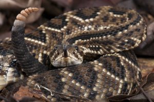 UMD Creates Lab-Made Antivenom 10x Stronger Using Rattlesnake Proteins