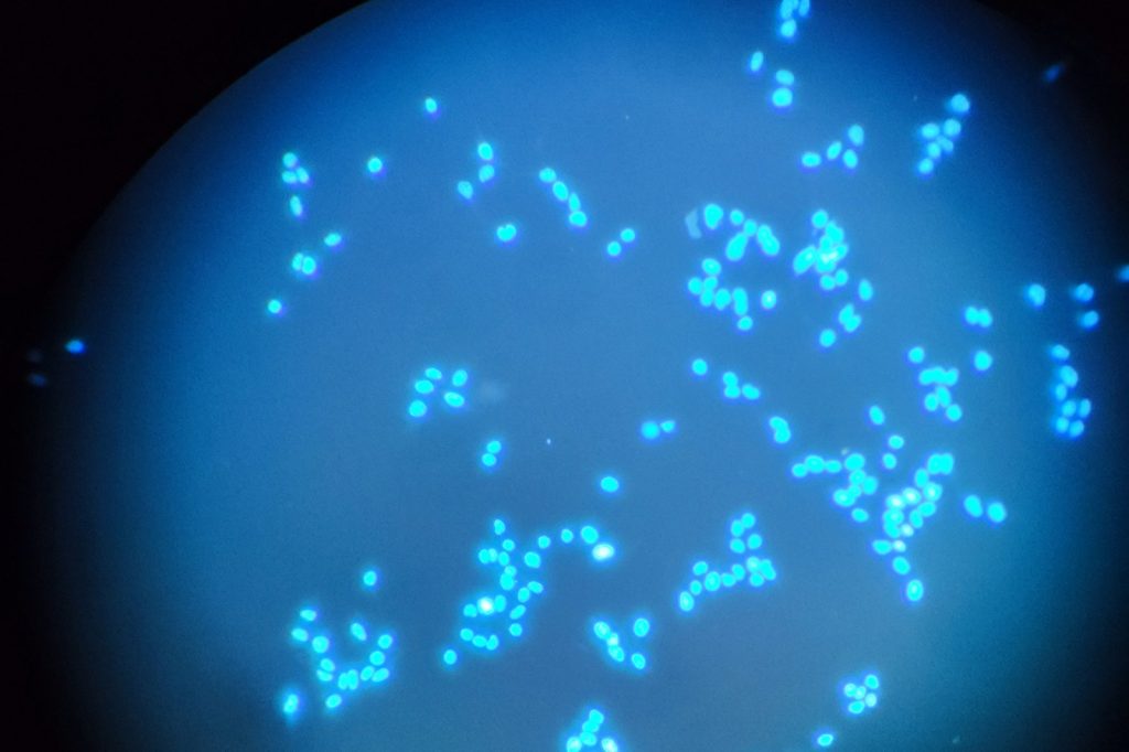Methylation Patterns as Cancer Hallmarks: Patent Science Explained