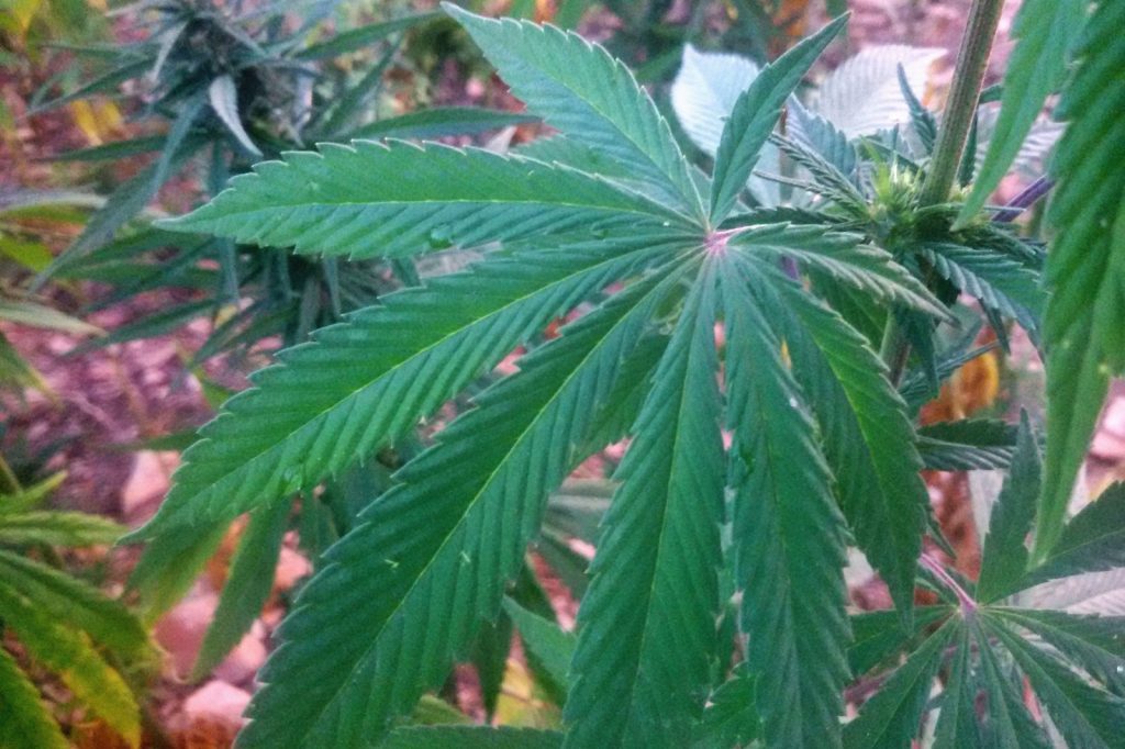 Lead Researcher Behind Largest U.S. Marijuana-Lung Study Speaks