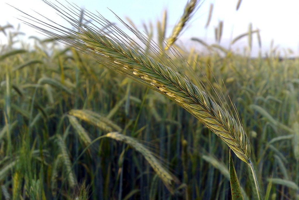 Rye pollen molecules show promise in immune response research