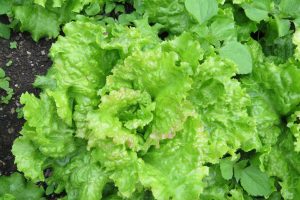 Lettuce Linked to Parasitic Outbreaks Through History to Today