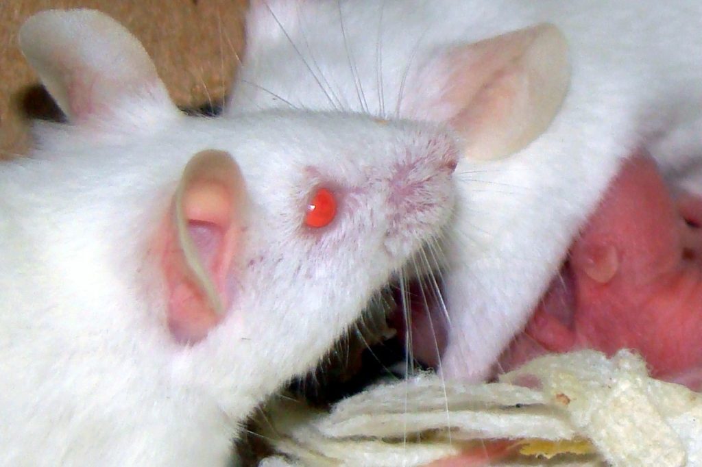 Tumor Mutation, High-Fat Diet Spur Cachexia in Mice