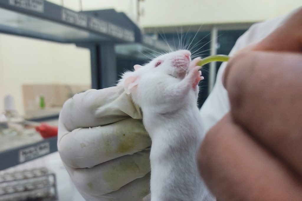 Bone Squeezing May Help Mice, Pigs Heal After Brain Injury