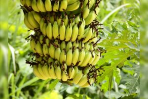 Green Bananas’ Resistant Starch Feeds Gut Bacteria, Experts Report